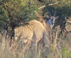 Image of Eland