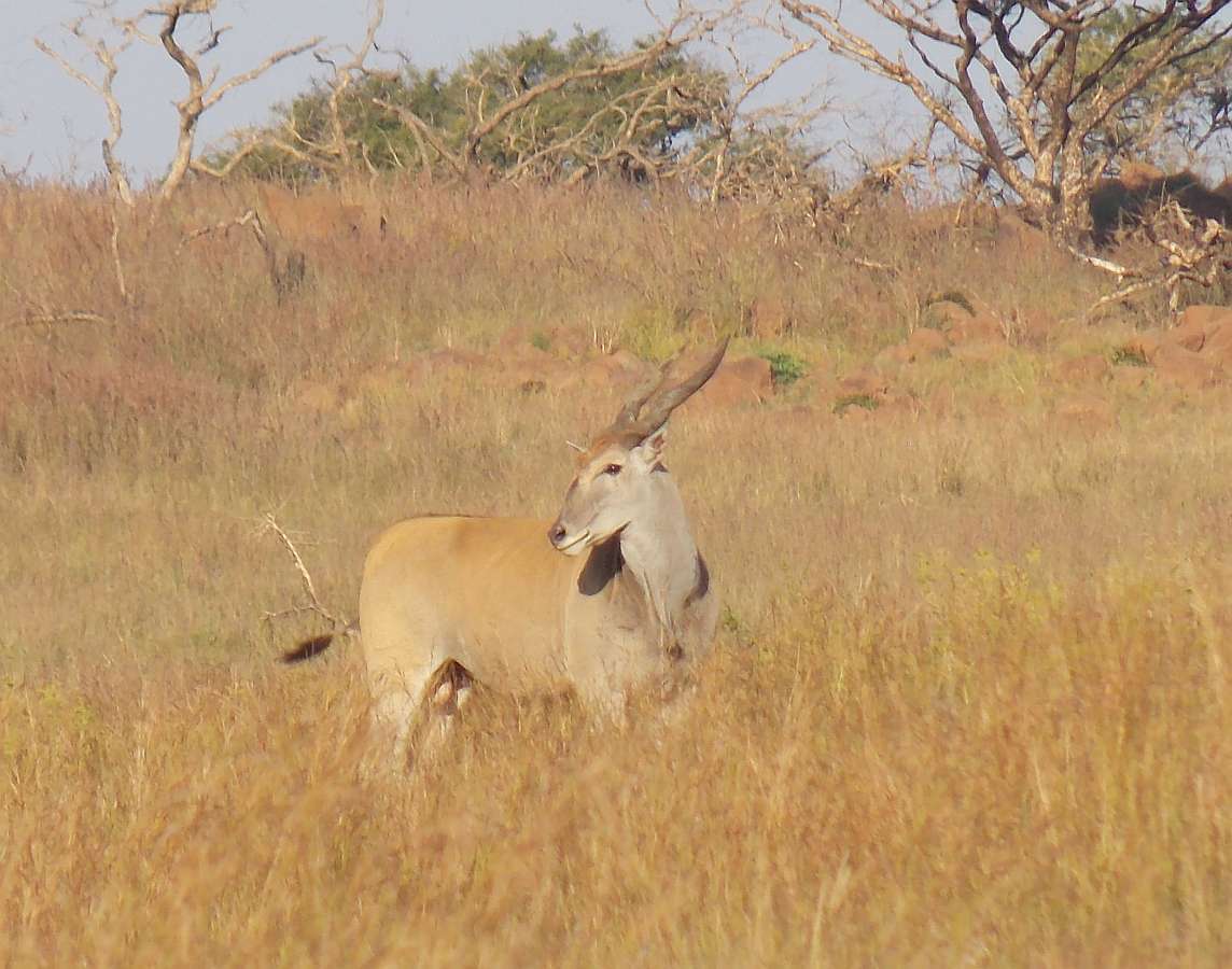 Image of Eland