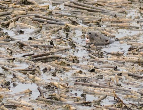 Image of African Clawless Otter