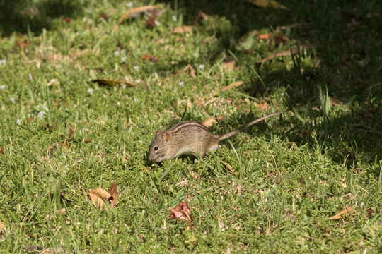 Image of Four-striped Grass Mouse