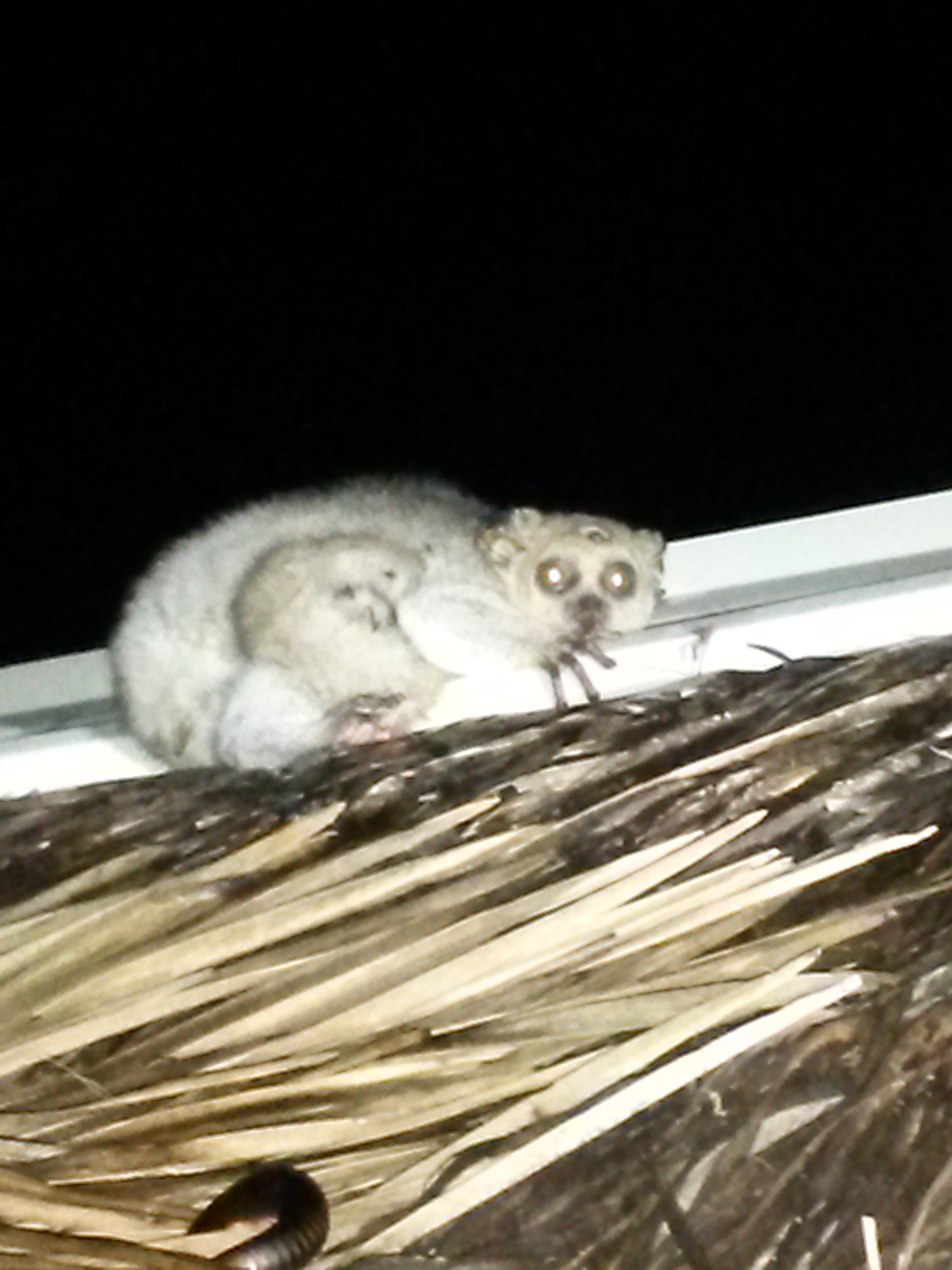 Image of Greater galago