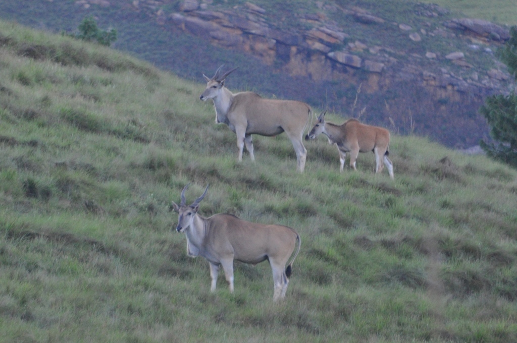 Image of Eland