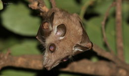 Image of Epauletted Fruit Bats