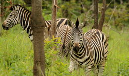 Image of Crawshay's zebra