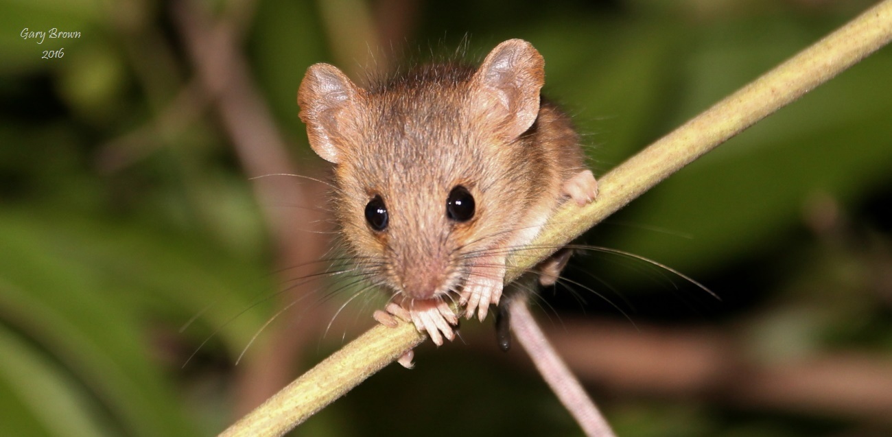 Image of African Climbing Mice