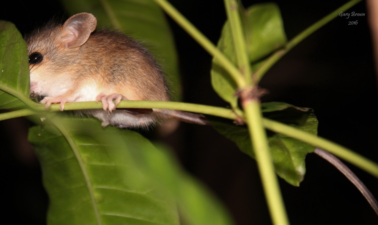 Image of African Climbing Mice