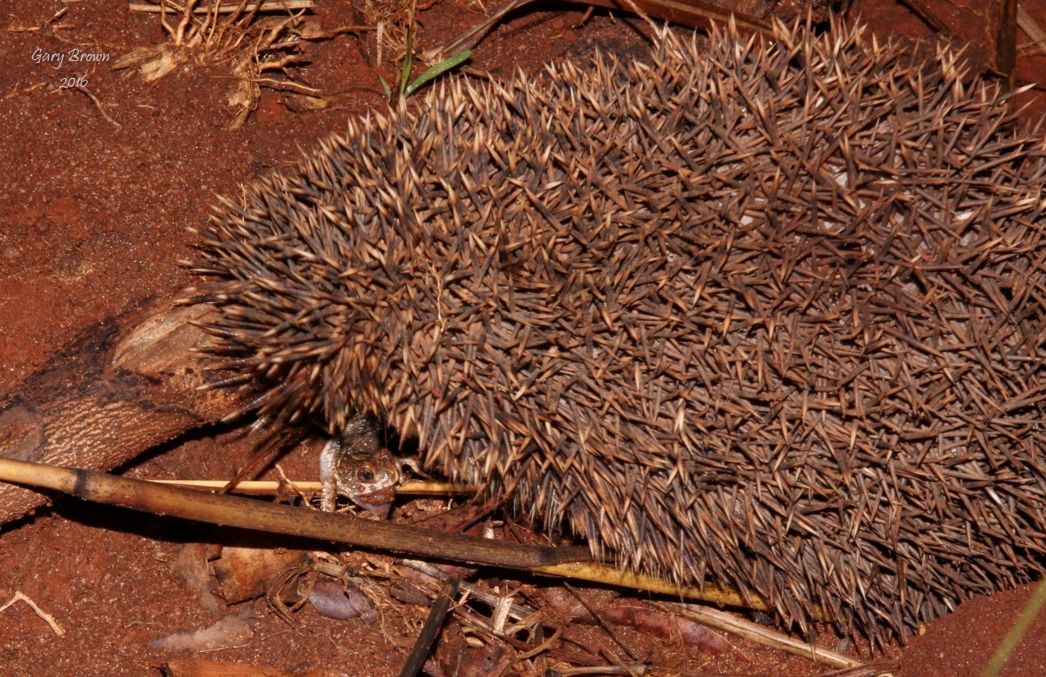 Image of Four-toed Hedgehog