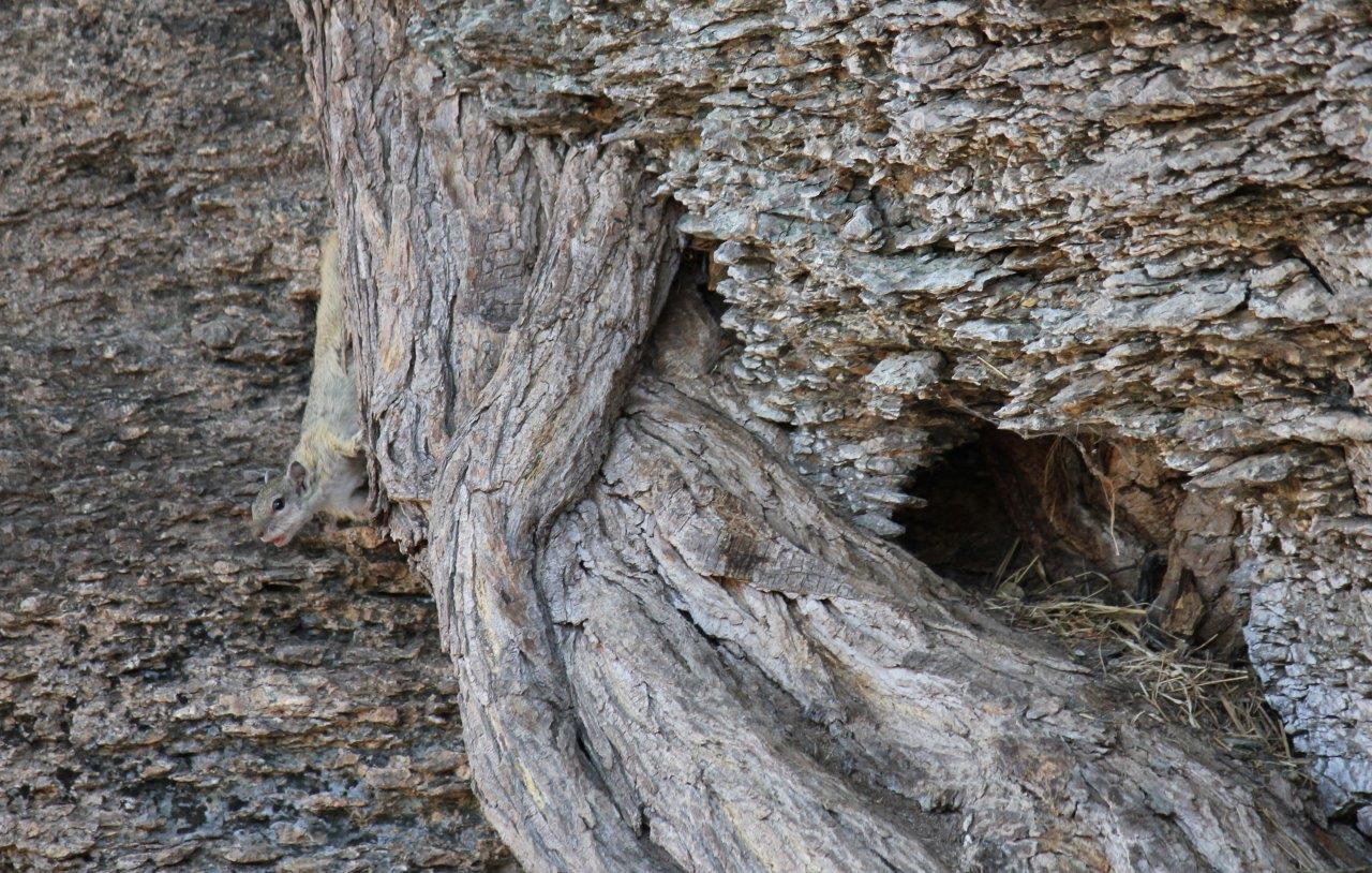 Image of Smith's Bush Squirrel