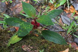 Image of Drymonia crenatiloba (Mansf.) Wiehler