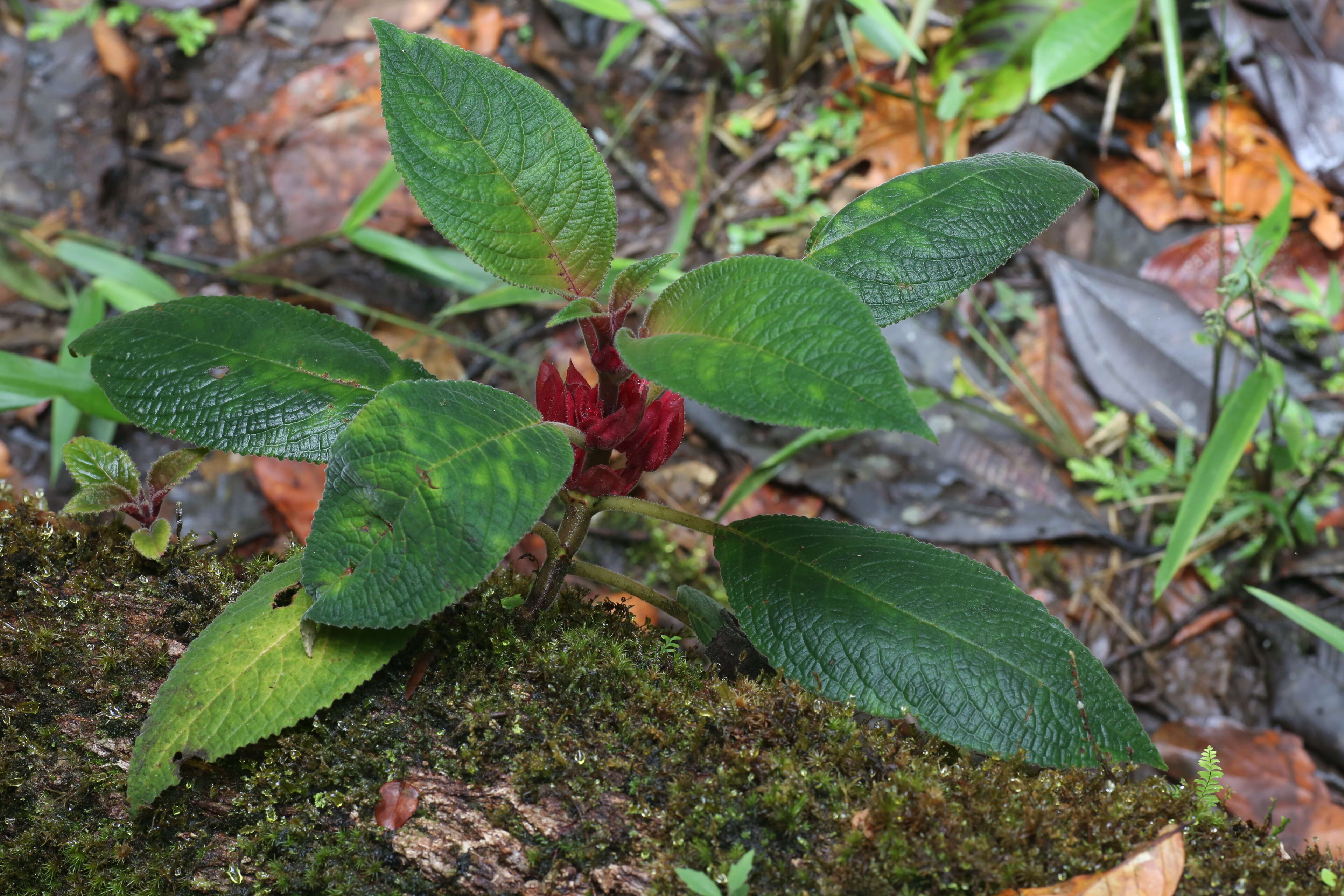 Image of Drymonia crenatiloba (Mansf.) Wiehler