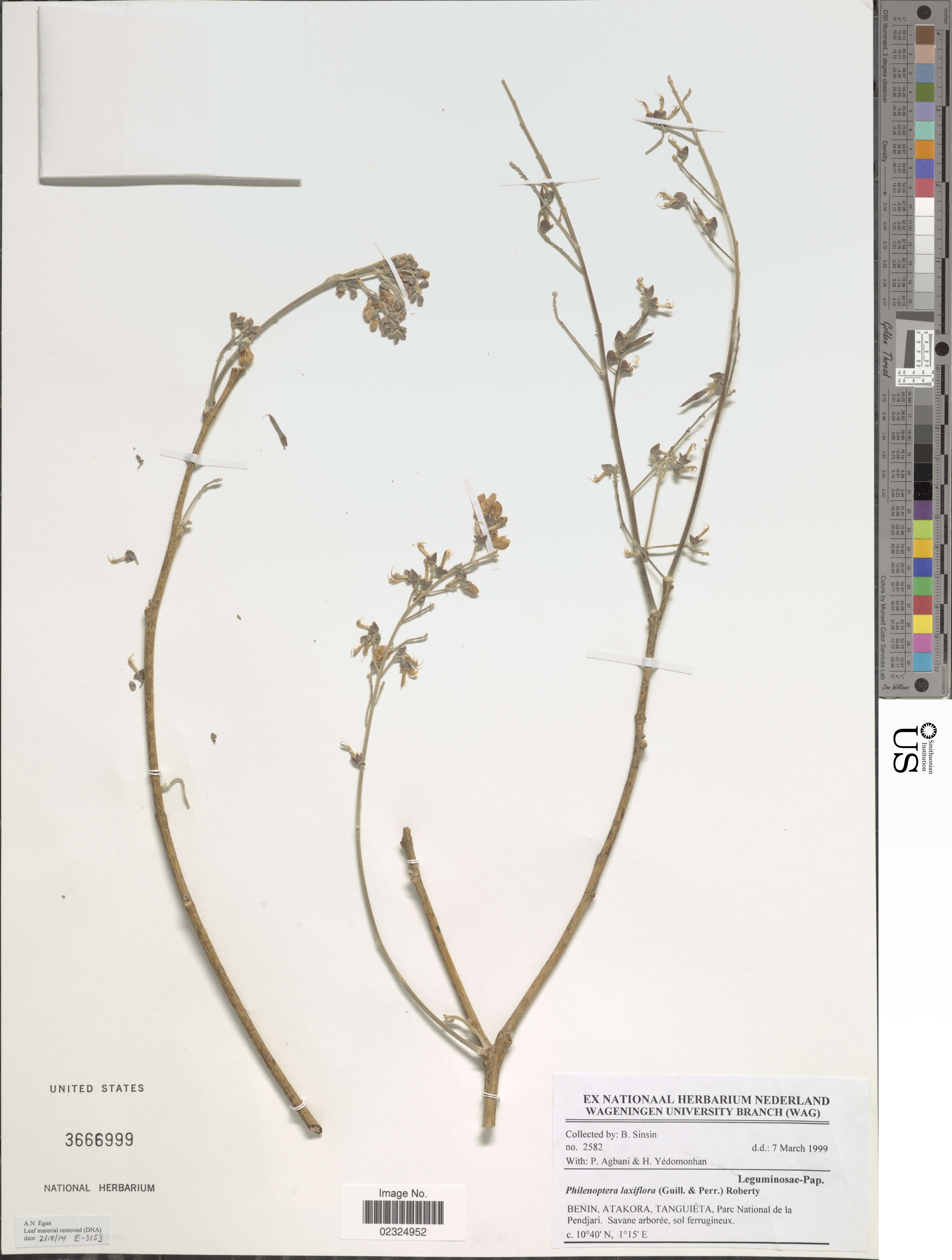 Image of Lonchocarpus laxiflorus Guill. & Perr.