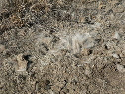 Image of Caracals