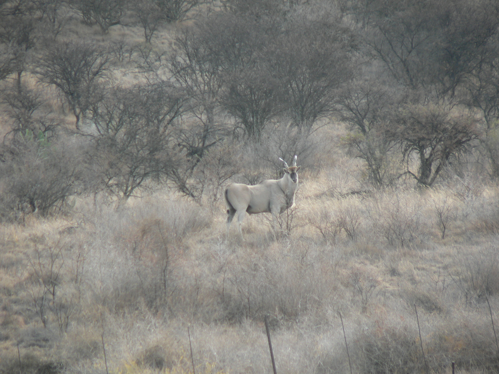 Image of Eland