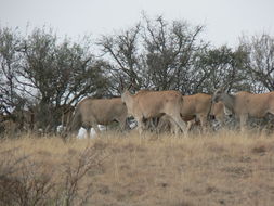 Image of Eland