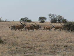 Image of Eland