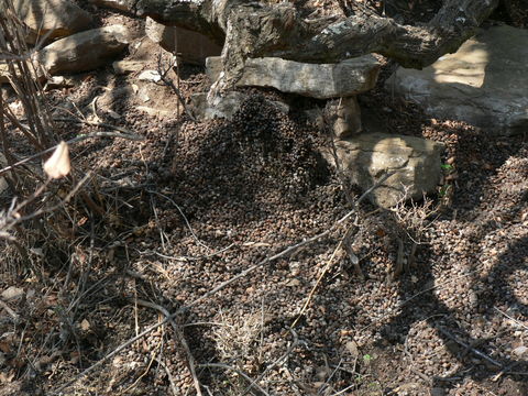 Image of Rock Hyrax