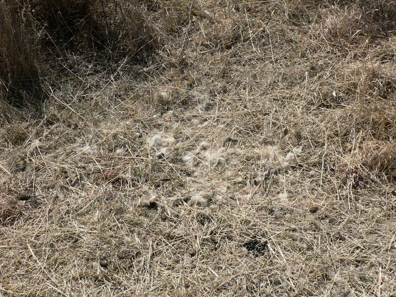 Image of wild cat