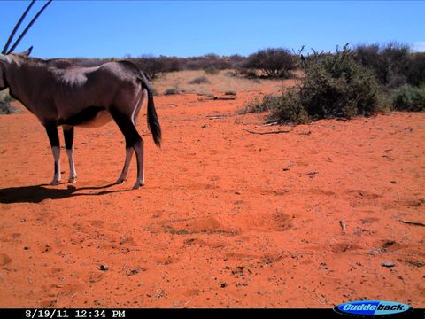 Image of Gemsbok