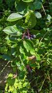 Image of Black Chokeberry