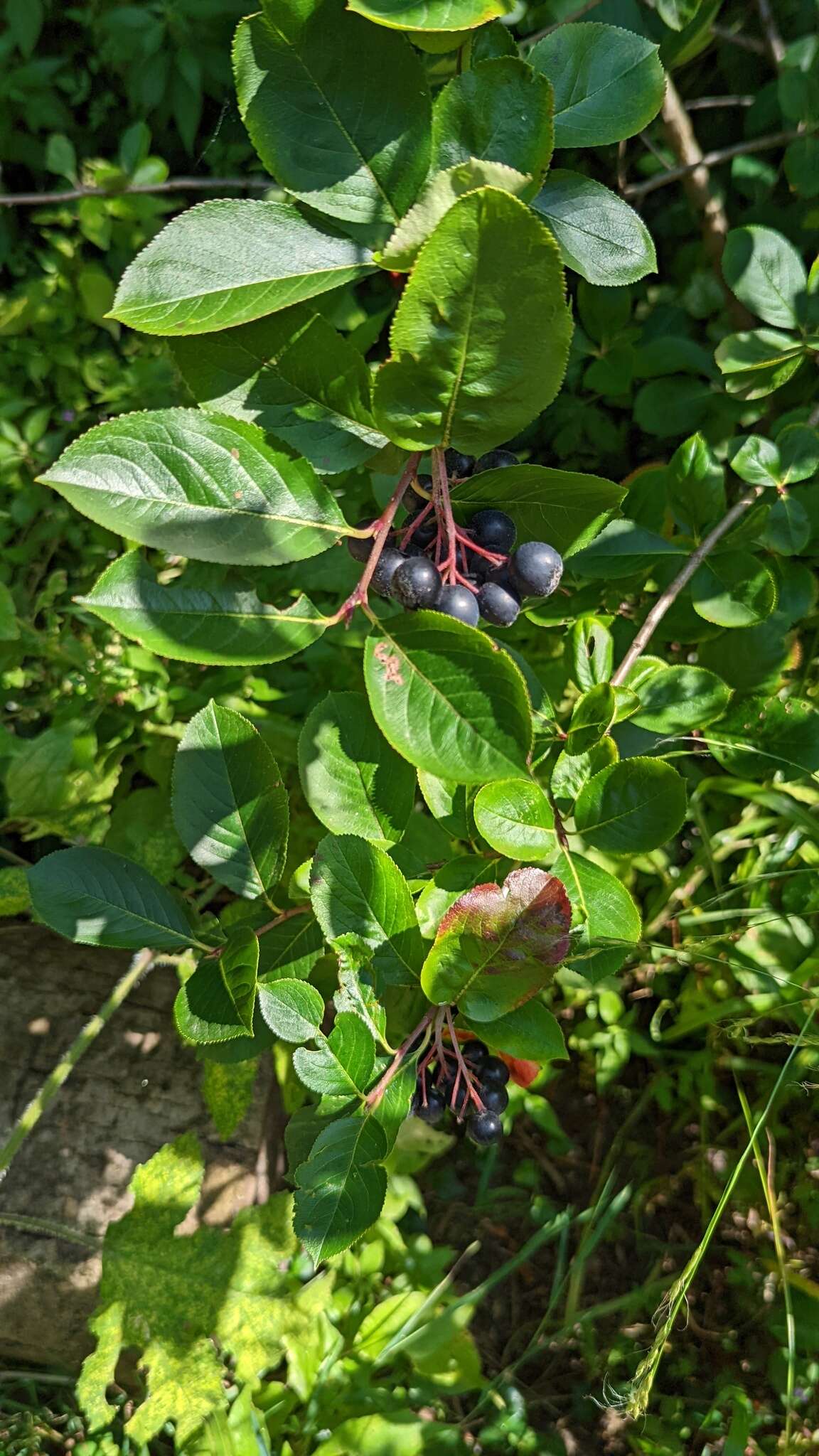 Image of Black Chokeberry