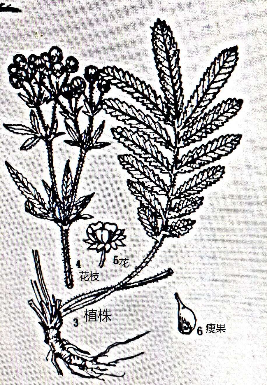 Image of Potentilla longifolia Willd.