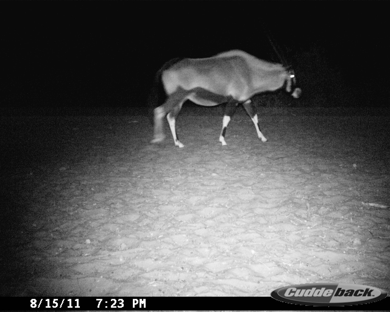 Image of Gemsbok