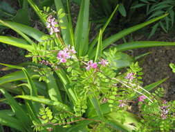 Image of Indigofera himalayensis Ali