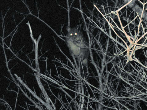 Image of Yellow-bellied Glider