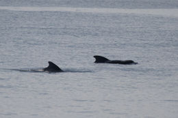 Image of pilot whale