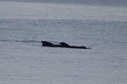 Image of pilot whale