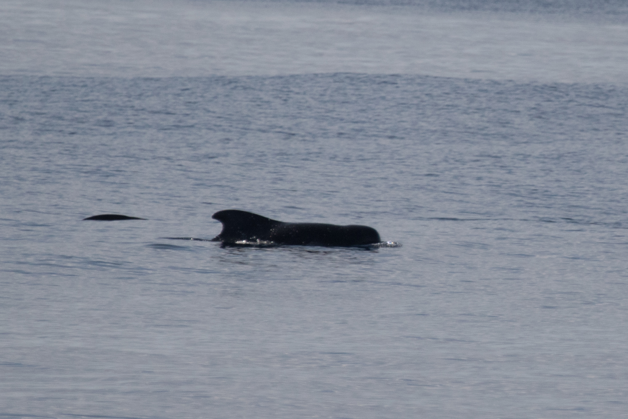 Image of pilot whale