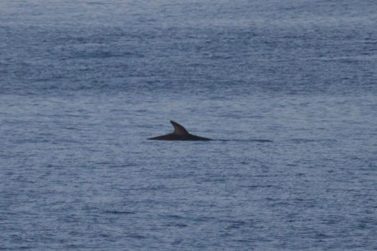 Image of false killer whale