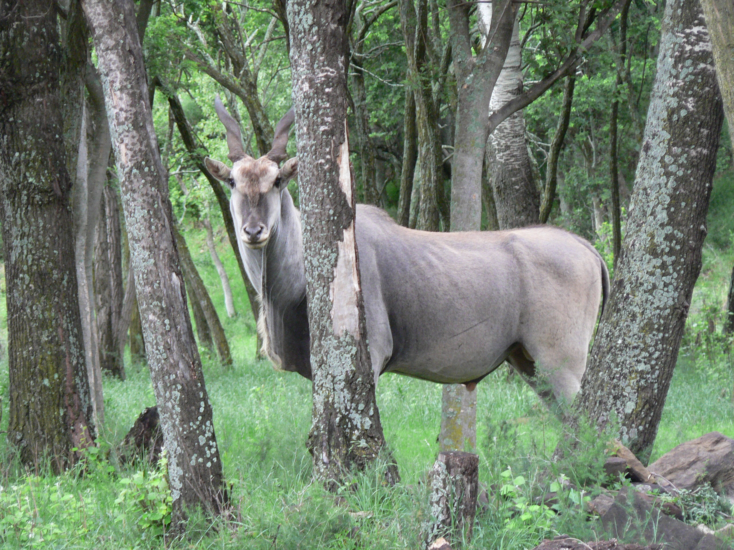 Image of Eland