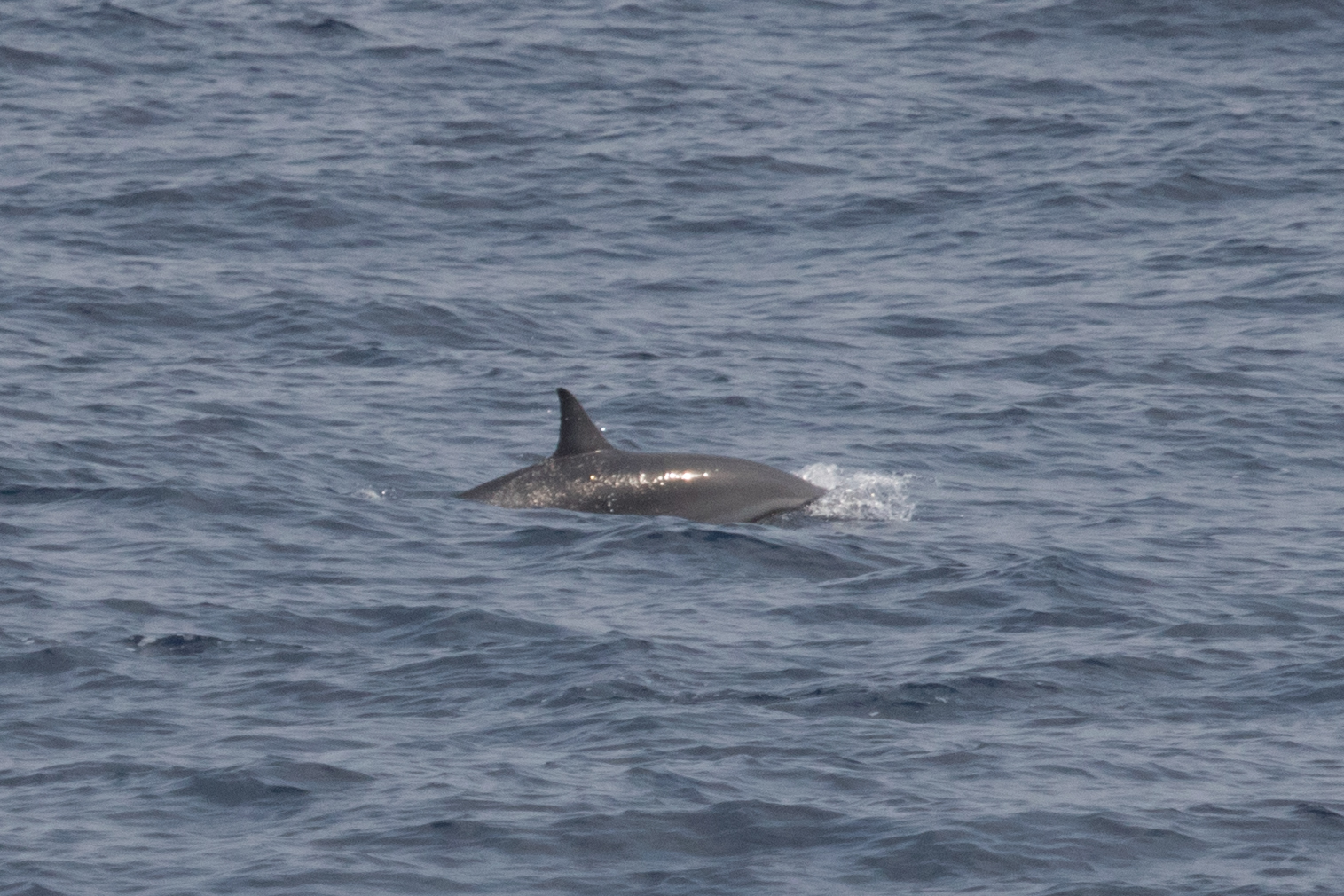 Image of Lagenodelphis Fraser 1956