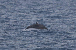 Image of Lagenodelphis Fraser 1956