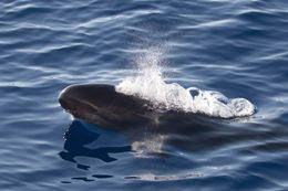 Image of false killer whale