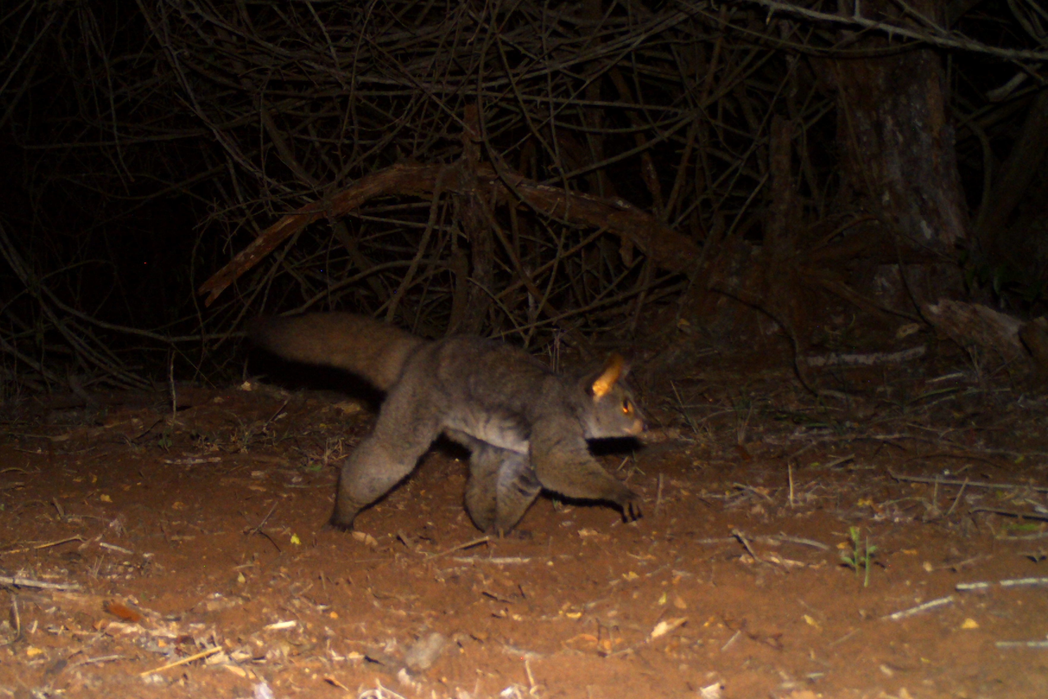 Image of Greater galago