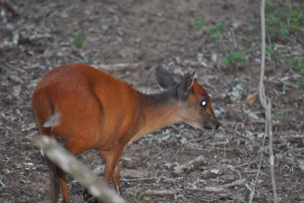 Image of Natal Duiker