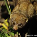 Image of Potto Gibbon