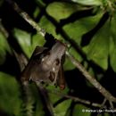 Image of Hammer-headed Fruit Bat