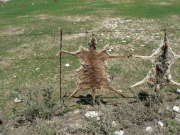 Image of Caracals