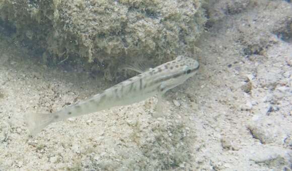 Image of Amblygobius stethophthalmus