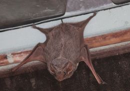 Image of Mauritian Tomb Bat