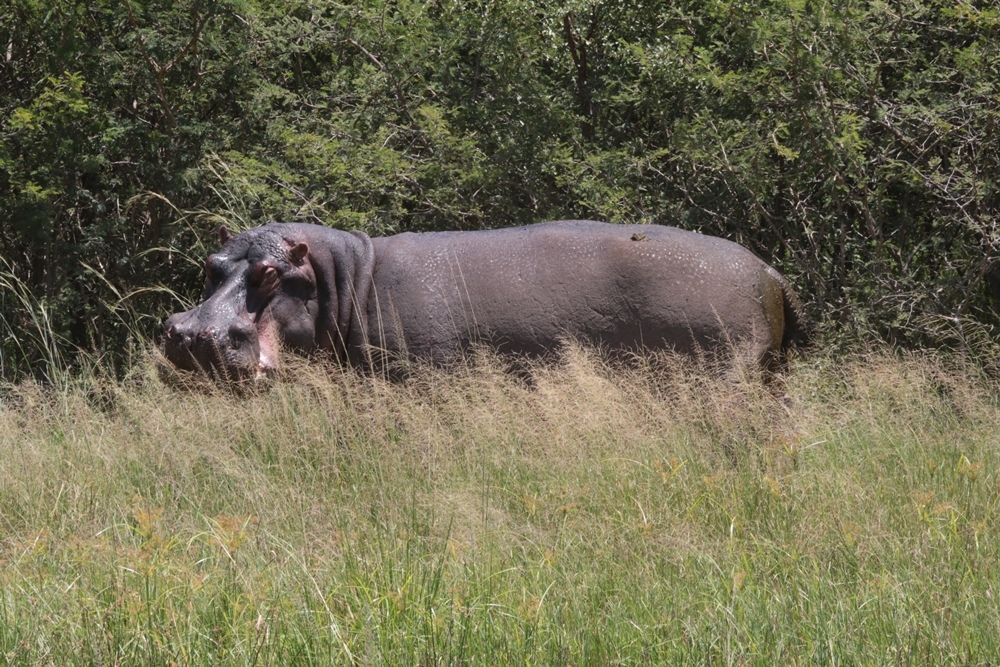 Image of Common Hippopotamus