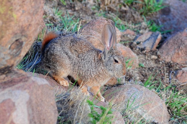 Image of Smith's Red Rock Hare