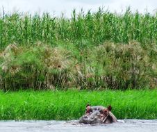 Image of Common Hippopotamus