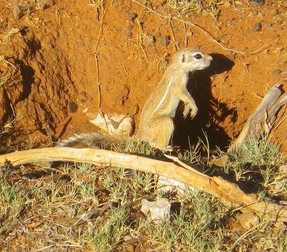 Image of Cape Ground Squirrel