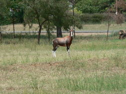 Image of Blesbok