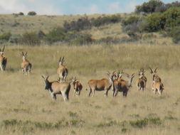 Image of Cape eland