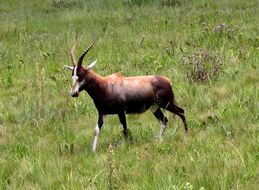 Image of Blesbok